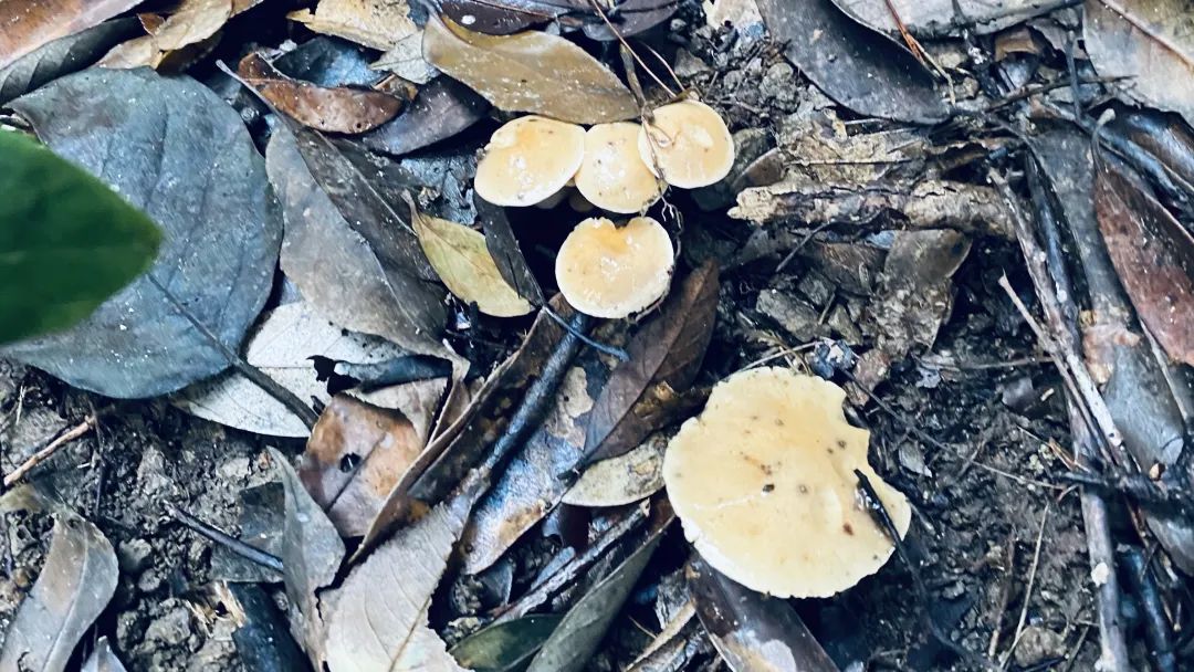 熟妇少妇任你躁在线无码